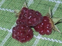 berry